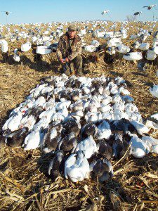 113 bird day noon pic