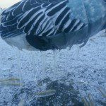 Icy-6
