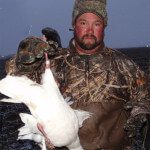 A banded snow goose.