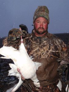 A banded snow goose.