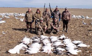 Snow geese migrated big time this day.