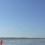Geese as far as the eye can see. The abnormally cold 2008 spring season stalled the snow goose migration at Mound City. The result was a peak count of 1.4 million snow geese on the refuge.