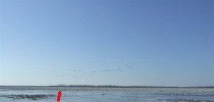 Geese as far as the eye can see. The abnormally cold 2008 spring season stalled the snow goose migration at Mound City. The result was a peak count of 1.4 million snow geese on the refuge.