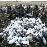 Here is another big field on March 11, 2009. This groups of hunters shot 145 snow geese.