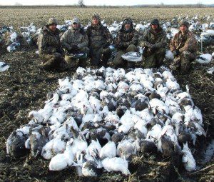 Here is another big field on March 11, 2009. This groups of hunters shot 145 snow geese.