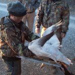 Here is a 11 year old hunter cleaning his first snow goose as his dad watches.
