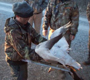Here is a 11 year old hunter cleaning his first snow goose as his dad watches.