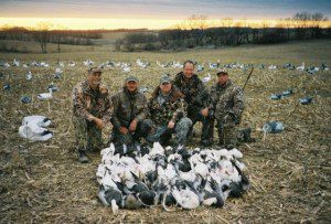 Here is a late March Missouri snow goose hunt... 48 snow geese.