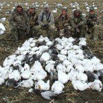 Sullivan party started where they left off on March 11 with 88 more snow geese on March 12.