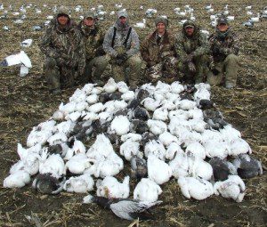Sullivan party started where they left off on March 11 with 88 more snow geese on March 12.
