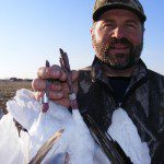 South Dakota snow goose hunting produced a lot of bands this year.