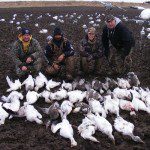 We hunt a variety of fields. The traditional corn fields are hunted most often but over the years we have learned to trust our “gut feelings” when selecting fields. This sometime leads us to take a calculated risk as in this picture. This particular field was a fallow in 2010. It is in a great location and has a long track record of success. This risk rewarded this group and many others with above average hunting and it had a high day of 93 snows. Our years of experience and a long track record of success is an important asset to consider when choosing your snow goose guide.