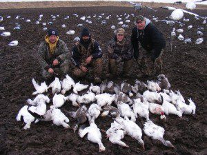 We hunt a variety of fields. The traditional corn fields are hunted most often but over the years we have learned to trust our “gut feelings” when selecting fields. This sometime leads us to take a calculated risk as in this picture. This particular field was a fallow in 2010. It is in a great location and has a long track record of success. This risk rewarded this group and many others with above average hunting and it had a high day of 93 snows. Our years of experience and a long track record of success is an important asset to consider when choosing your snow goose guide.