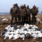 Snow geese