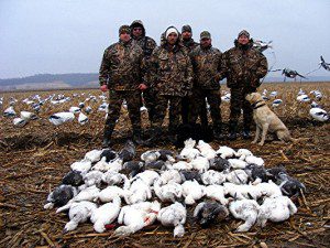 Snow geese