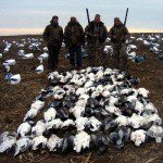 Our second largest day on our 2011 snow goose hunts. One hundred three snows shot by 6 hunters.