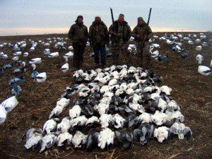Our second largest day on our 2011 snow goose hunts. One hundred three snows shot by 6 hunters.