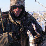 Banded Blue goose