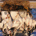 All of my snow goose guides have ATV's. If you look in the upper left of the picture you can see the trucks are parked about a mile away from our snow goose decoys. You don't need an ATV to hunt snow geese and many don’t. At Up North Outdoors we think they are a key component to putting on top notch snow goose hunts. You would too if you had to carry these 42 snow geese plus your gear all the way back to the trucks.