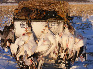All of my snow goose guides have ATV's. If you look in the upper left of the picture you can see the trucks are parked about a mile away from our snow goose decoys. You don't need an ATV to hunt snow geese and many don’t. At Up North Outdoors we think they are a key component to putting on top notch snow goose hunts. You would too if you had to carry these 42 snow geese plus your gear all the way back to the trucks.