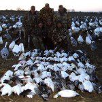 These snow goose hunters are members of the Rathjen party. Not only did they get 75 snow geese but a bonus Blue Neck Collared Ross.