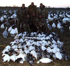 These snow goose hunters are members of the Rathjen party. Not only did they get 75 snow geese but a bonus Blue Neck Collared Ross.