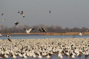 Squaw Creek National Wildlife Refuge