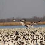 Squaw Creek National Wildlife Refuge often peaks at over one million snow geese in the spring. It is not the only place that stages large numbers of birds but it is the only place that they are so visible. There is a road all around the pool that the geese stage on that allows the public to easily view this magnificent spectacle.