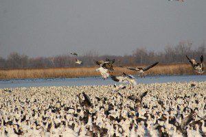 Squaw Creek National Wildlife Refuge often peaks at over one million snow geese in the spring. It is not the only place that stages large numbers of birds but it is the only place that they are so visible. There is a road all around the pool that the geese stage on that allows the public to easily view this magnificent spectacle.