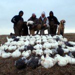 South Dakota snow goose hunt. Fifty-one birds shot this day.