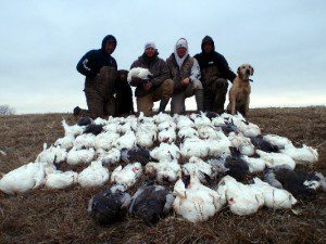 South Dakota snow goose hunt. Fifty-one birds shot this day.