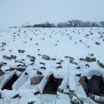 Some days it’s the little things that make our snow goose hunts successful. When it snows we get out the snow covers so the blinds disappear.