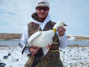 Up North Outdoors snow goose guide Curt Schrader with a neck collar he shot. You will not harvest any birds if you don’t stay in the field. On their last day Curt’s party decided it was too cold to hunt so he hunted by himself and was rewarded with this ross goose. He’s lucky and shoots more banded birds than anybody I know.