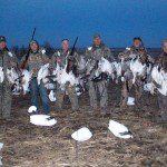 Success in the snow goose decoys