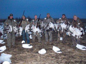 Success in the snow goose decoys