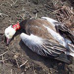 Neck collared snow goose