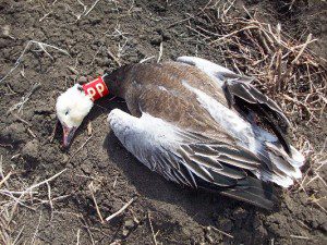 Neck collared snow goose