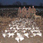 Here is a late February Missouri snow goose hunt. They shot 101 snows and it is also the day the white neck collared blue was shot.