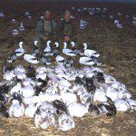 Here is the second day Damian and I hunted together over Deadly Decoys™... 62 snow geese.