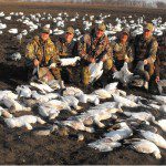 Snow geese are attracted to our large decoys spreads. Here is another big day in the fallow field.