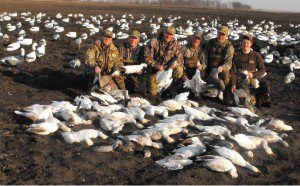 Snow geese are attracted to our large decoys spreads. Here is another big day in the fallow field.