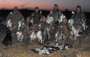 Good snow goose migration