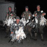 Snow goose gallery