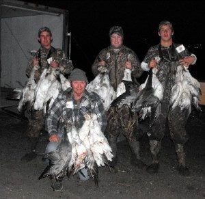 Snow goose gallery