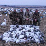 Lesser snow geese