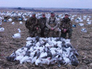 Lesser snow geese