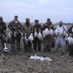 Snow geese migration
