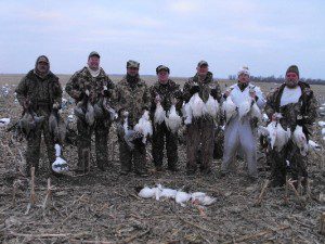 Snow geese migration
