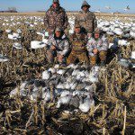 Electronic snow goose calling is effective