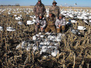 Electronic snow goose calling is effective